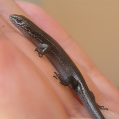 Lampropholis delicata (Delicate Skink) at Winifred, NSW - 16 Mar 2006 by GeoffRobertson