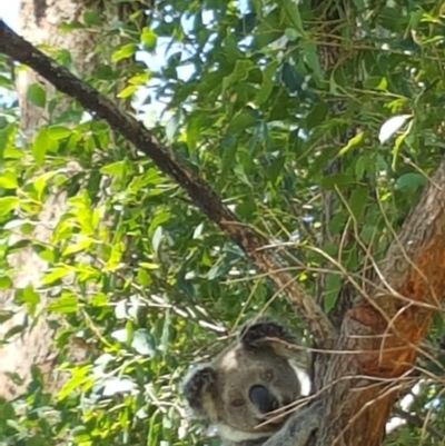 Phascolarctos cinereus (Koala) at Rous Mill, NSW - 20 Nov 2015 by valleyview