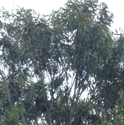 Phascolarctos cinereus (Koala) at Rostrevor, SA - 19 Nov 2015 by Spotto