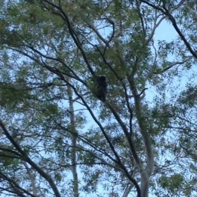 Phascolarctos cinereus (Koala) at Rostrevor, SA - 20 Nov 2015 by Spotto