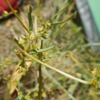 Rumex dumosus (Wiry Dock) at Mitchell, ACT - 20 Nov 2015 by MichaelMulvaney