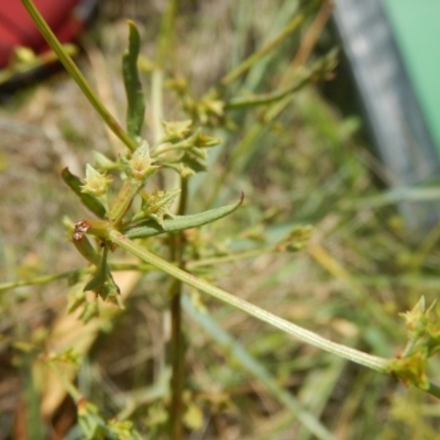 Rumex dumosus (Wiry Dock) at Mitchell, ACT - 19 Nov 2015 by MichaelMulvaney