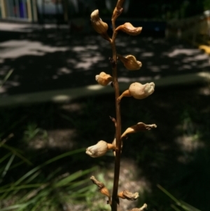 Gastrodia sesamoides at Canberra, ACT - 20 Nov 2015