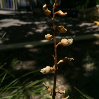 Gastrodia sesamoides (Cinnamon Bells) at City Renewal Authority Area - 20 Nov 2015 by AaronClausen