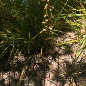 Gastrodia sesamoides at Canberra, ACT - 20 Nov 2015