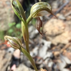 Oligochaetochilus hamatus at Cotter River, ACT - 19 Nov 2015