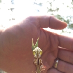 Oligochaetochilus hamatus at Cotter River, ACT - 19 Nov 2015