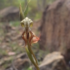 Oligochaetochilus hamatus at Cotter River, ACT - 19 Nov 2015