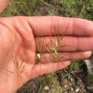 Pentapogon quadrifidus at Paddys River, ACT - 19 Nov 2015