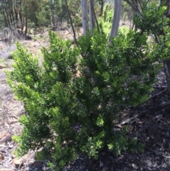 Persoonia rigida (Hairy Geebung) at Lower Cotter Catchment - 19 Nov 2015 by APB