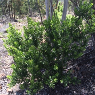 Persoonia rigida (Hairy Geebung) at Lower Cotter Catchment - 19 Nov 2015 by APB