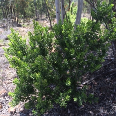 Persoonia rigida (Hairy Geebung) at Cotter River, ACT - 19 Nov 2015 by APB