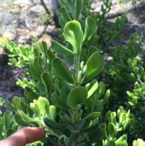 Persoonia rigida at Cotter River, ACT - 19 Nov 2015