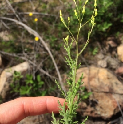 Senecio bathurstianus (Rough Fireweed) at Cotter River, ACT - 19 Nov 2015 by APB