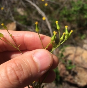 Senecio bathurstianus at Cotter River, ACT - 19 Nov 2015