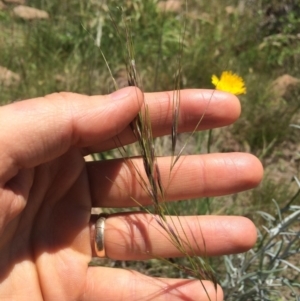 Austrostipa sp. at Uriarra Village, ACT - 19 Nov 2015 03:29 PM