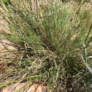 Austrostipa sp. at Uriarra Village, ACT - 19 Nov 2015 03:29 PM