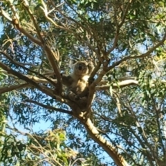 Phascolarctos cinereus (Koala) at Port Macquarie, NSW - 20 Nov 2015 by julesbear