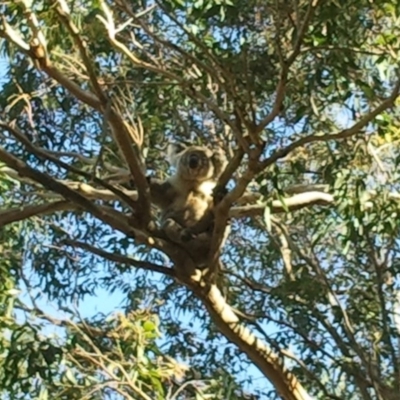 Phascolarctos cinereus (Koala) at Port Macquarie, NSW - 20 Nov 2015 by julesbear