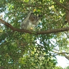 Phascolarctos cinereus (Koala) at Port Macquarie, NSW - 20 Nov 2015 by julesbear