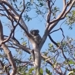 Phascolarctos cinereus (Koala) at Port Macquarie, NSW - 20 Nov 2015 by Charlesbusby