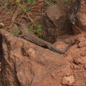 Egernia cunninghami at Hackett, ACT - 19 Nov 2015 12:00 AM