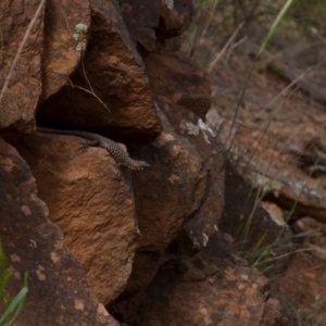 Egernia cunninghami at Hackett, ACT - 19 Nov 2015 12:00 AM