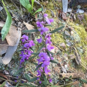 Hovea heterophylla at Belconnen, ACT - 25 Sep 2015 09:16 AM