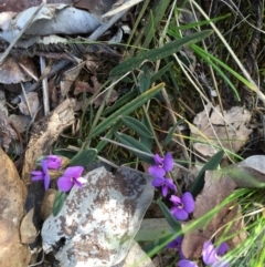 Hovea heterophylla at Belconnen, ACT - 25 Sep 2015 09:16 AM