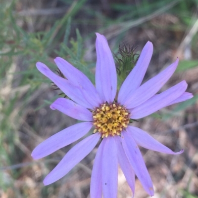 Olearia tenuifolia (Narrow-leaved Daisybush) at Aranda, ACT - 20 Nov 2015 by JanetRussell