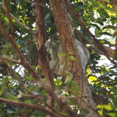 Phascolarctos cinereus (Koala) at Port Macquarie, NSW - 20 Nov 2015 by julesbear