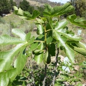 Ficus carica at Jerrabomberra, ACT - 10 Nov 2015 10:08 AM