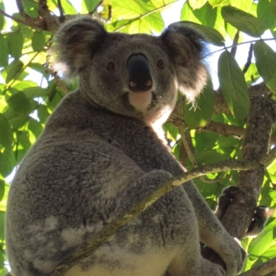 Phascolarctos cinereus (Koala) at Rosebank, NSW - 20 Nov 2015 by Bernadene