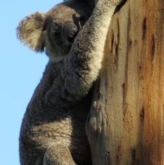 Phascolarctos cinereus (Koala) at Rosebank, NSW - 20 Nov 2015 by Bernadene