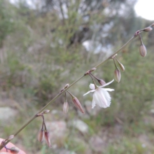 Arthropodium milleflorum at Theodore, ACT - 7 Nov 2015