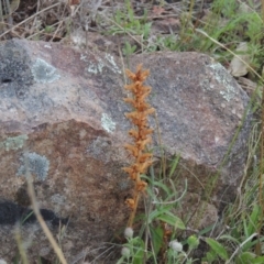 Orobanche minor (Broomrape) at Tuggeranong Hill - 7 Nov 2015 by michaelb