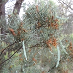 Acacia boormanii (Snowy River Wattle) at Theodore, ACT - 7 Nov 2015 by MichaelBedingfield