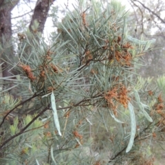 Acacia boormanii (Snowy River Wattle) at Tuggeranong Hill - 7 Nov 2015 by michaelb