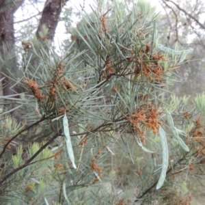 Acacia boormanii at Theodore, ACT - 7 Nov 2015 07:23 PM