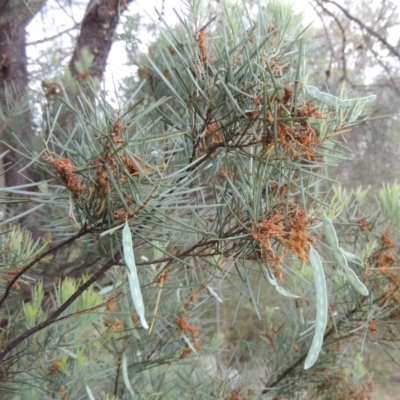 Acacia boormanii (Snowy River Wattle) at Tuggeranong Hill - 7 Nov 2015 by michaelb