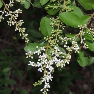 Ligustrum sinense at Theodore, ACT - 7 Nov 2015 07:25 PM