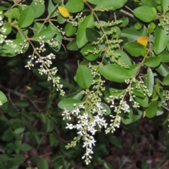 Ligustrum sinense at Theodore, ACT - 7 Nov 2015