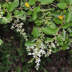 Ligustrum sinense at Theodore, ACT - 7 Nov 2015 07:25 PM