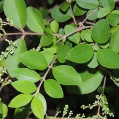 Ligustrum sinense at Theodore, ACT - 7 Nov 2015 07:25 PM