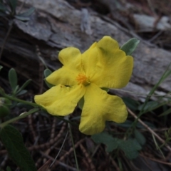 Hibbertia obtusifolia (Grey Guinea-flower) at Tuggeranong Hill - 7 Nov 2015 by michaelb