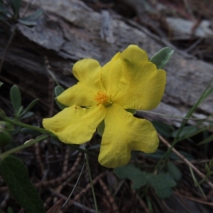 Hibbertia obtusifolia at Theodore, ACT - 7 Nov 2015 07:31 PM