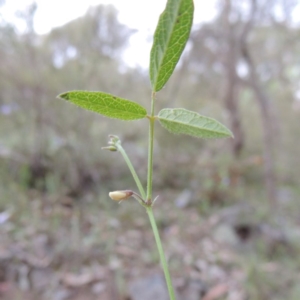 Grona varians at Theodore, ACT - 7 Nov 2015 07:31 PM