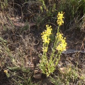 Pimelea curviflora at Ngunnawal, ACT - 20 Nov 2015