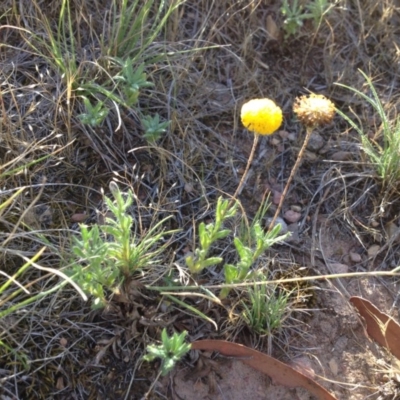 Leptorhynchos squamatus (Scaly Buttons) at Ngunnawal, ACT - 20 Nov 2015 by GeoffRobertson