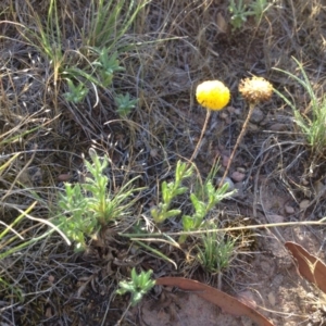 Leptorhynchos squamatus at Ngunnawal, ACT - 20 Nov 2015